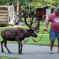 A reindeer visits Christmas in July